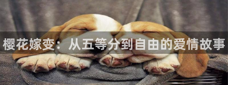 lovestage漫画免费阅读：樱花嫁变：从五等分到自由的爱情故事